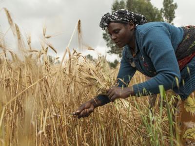 New improved varieties of malt barley raise the bar for yield and incomes for smallholder farmers in Ethiopia