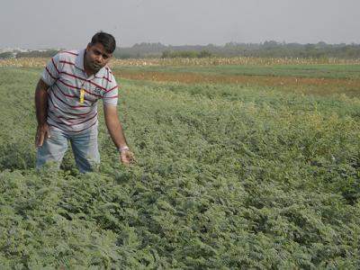 Dr. Rajeev Varshney in the fields helping to increase crop production. Photo courtesy of the Integrated Breeding Platform