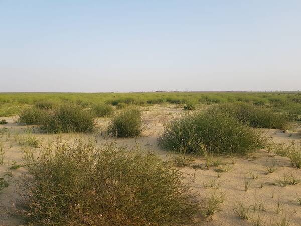 rehabilitated degraded rangeland site in Al Wafra (Kuwait)