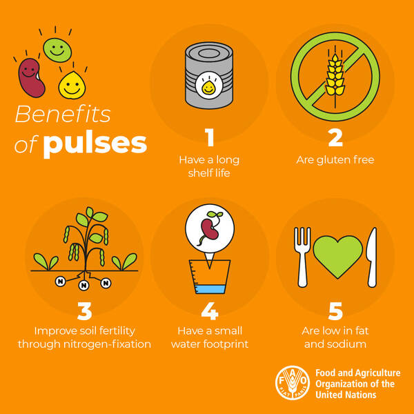 FAO PULSES INFOGRAPHIC