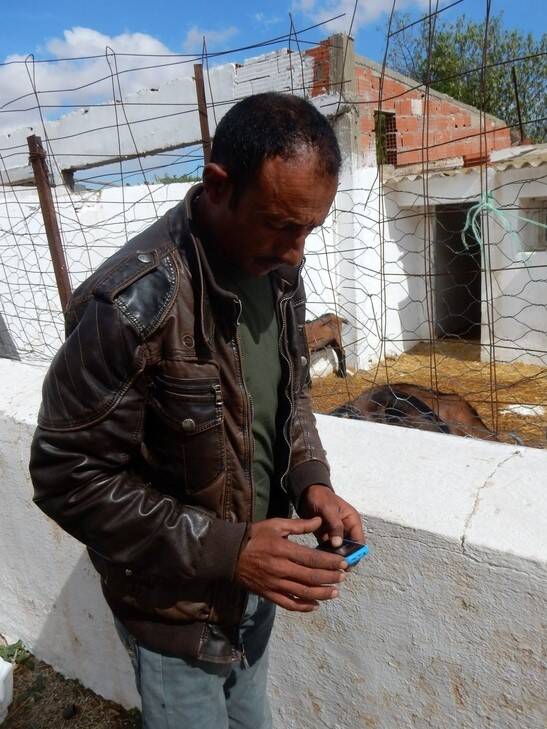 Tunisian farmer checking his SMS