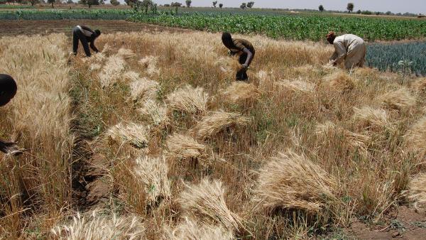 Heat-tolerant wheat varieties are generating up to six tons per hectare in northern Nigeria