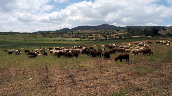 Reliance on crop residues to feed livestock has hindered the adoption of conservation agriculture. Photo credit: Katrin Park/ICARDA