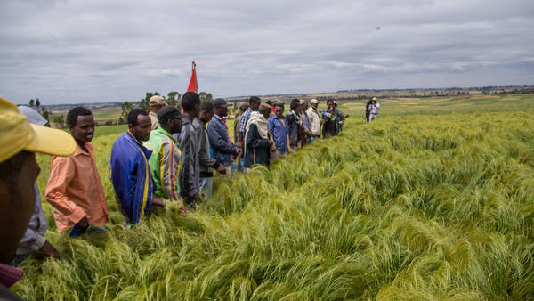 Randomized Control Trials (RCTs) are being used to identify effective crop extension models in Ethiopia