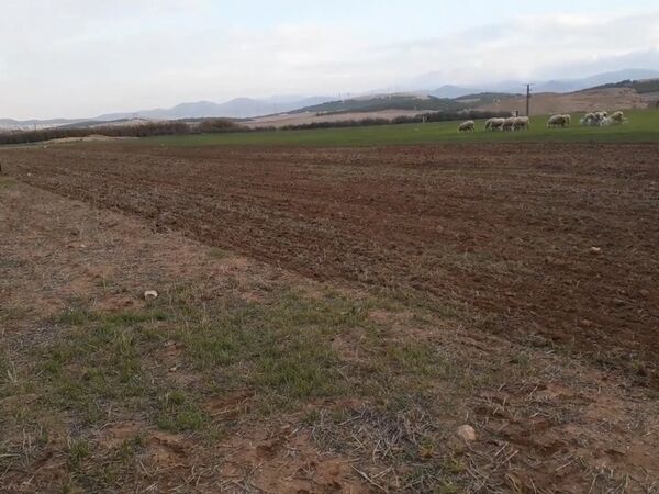 Use of Conservation Agriculture in Crop-Livestock Systems (CLCA) in the Drylands for Enhanced Water Use and Soil Fertility in NEN and LAC Countries - Algeria Film