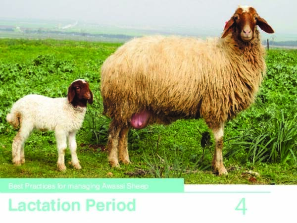 Best Practices for Managing Awassi Sheep 4-Lactation Period