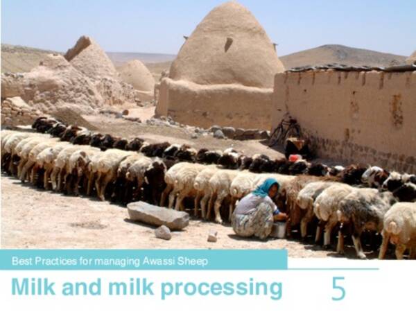 Best Practices for Managing Awassi Sheep 5-Milk and Milk Processing