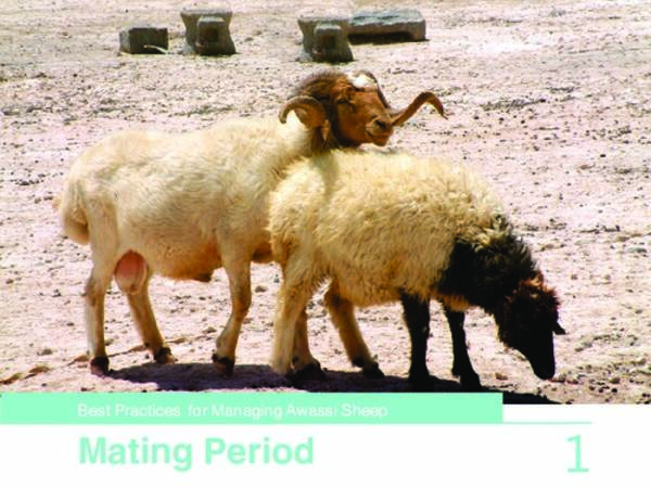 Best Practices for Managing Awassi Sheep 1- Mating Period