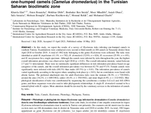 Phenology and phylogeny of Hyalomma spp. ticks infesting one-humped camels (Camelus dromedarius) in the Tunisian Saharan bioclimatic zone