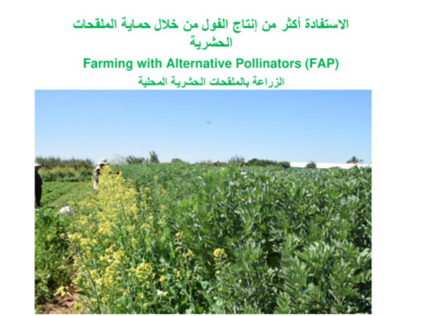 الإستفادة  أكثر من إنتاج الفول من خلال حماية الملقحات الحشرية