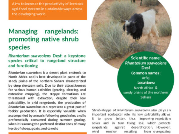 Managing rangelands: promoting native shrub species: Rhanterium suaveolens Desf: a keystone species critical to rangeland structure and functioning
