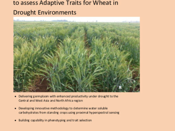 Reliable high-throughput Phenotyping Tools to assess Adaptive Traits for Wheat in  Drought Environments