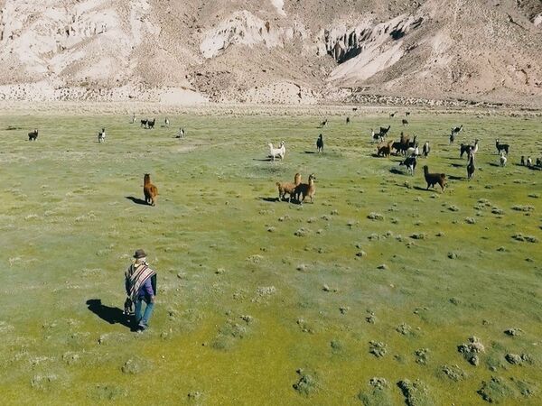 Scaling Sustainable Quinoa-Systems in the Altipiano of Bolivia: Awareness of the Problem and Demand for Solutions - Views from the Field