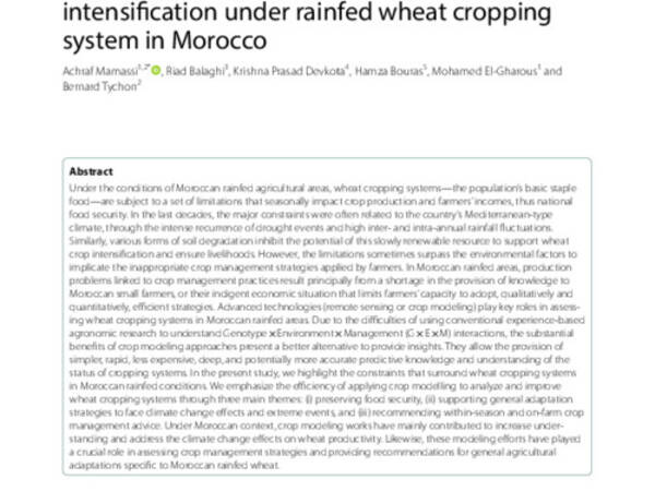 Modeling genotype × environment × management interactions for a sustainable intensification under rainfed wheat cropping system in Morocco