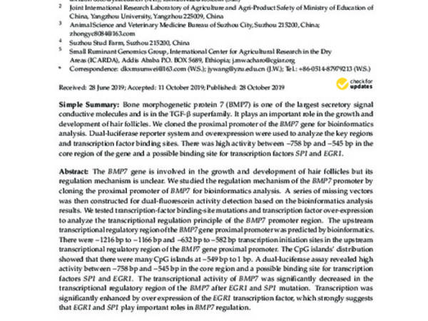 Characteristics of the BMP7 Promoter in Hu Sheep