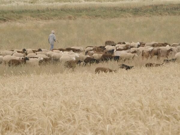 Inspired by Nature - A Tunisian Farmer’s Perspective on Sustainable Integration of Crop and Livestock (long version)