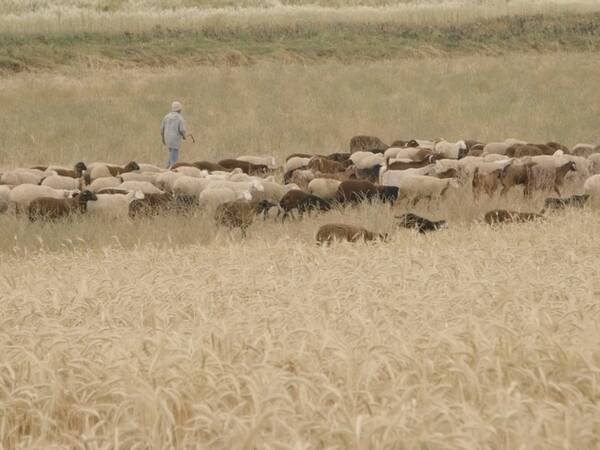 Inspired by Nature - A Tunisian Farmer’s Perspective on Sustainable Integration of Crop and Livestock (long version)
