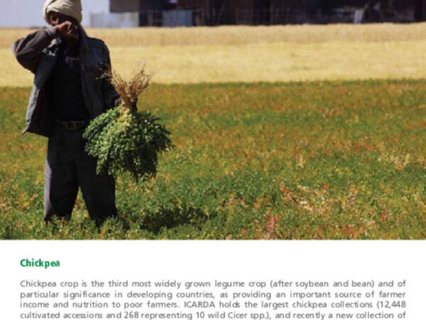 Turning the tide on pulses production in Ethiopia - Chickpea 