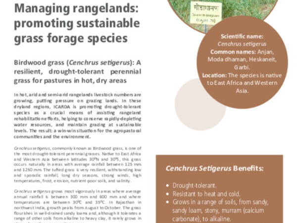 Managing rangelands: promoting sustainable grass forage species: Birdwood grass (Cenchrus setigerus): A resilient, drought-tolerant perennial grass for pastures in hot, dry areas