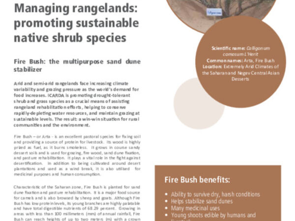 Managing rangelands: promoting sustainable native shrub species: Fire Bush: the multipurpose sand dune stabilizer