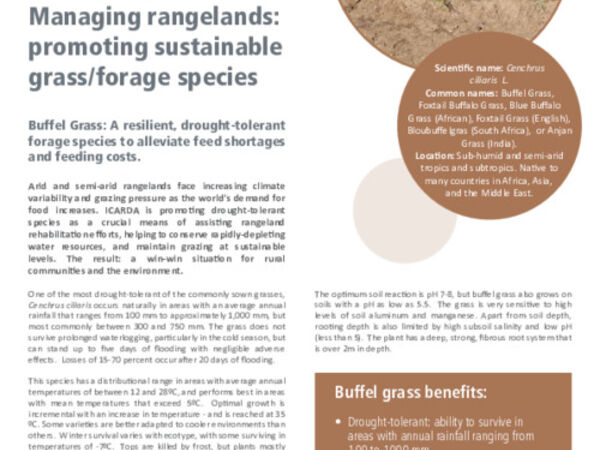 Managing rangelands: promoting sustainable grass/forage species: Buffel Grass: A resilient, drought-tolerant forage species to alleviate feed shortages and feeding costs.