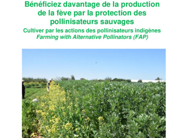 Bénéficiez davantage de la production de la fève par la protection des pollinisateurs sauvages