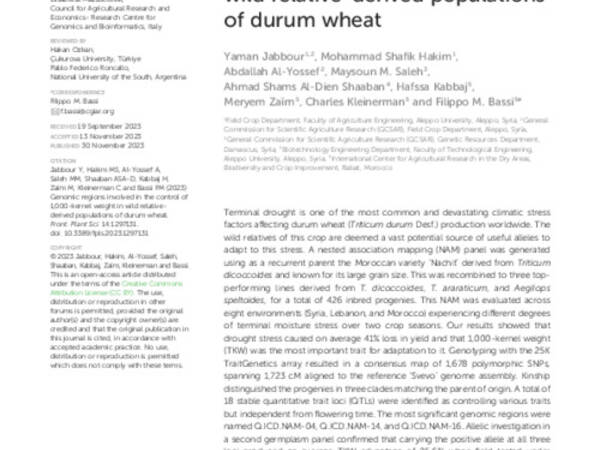 Genomic regions involved in the control of 1,000-kernel weight in wild relative-derived populations of durum wheat
