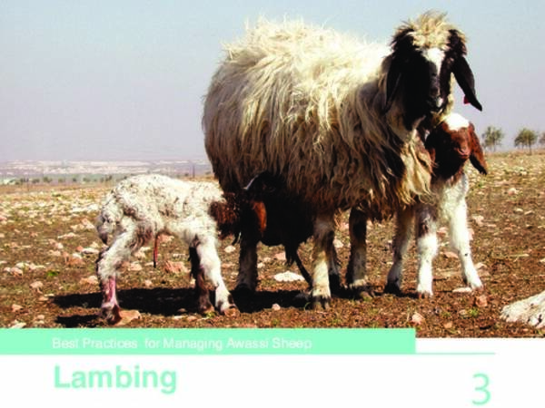 Best Practices for Managing Awassi Sheep 3-Lambing 