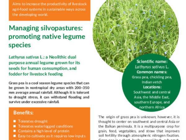 Managing silvopastures: promoting native legume species; Lathyrus sativus L.: a Neolithic dual purpose annual legume grown for its seeds for human consumption, and fodder for livestock feeding
