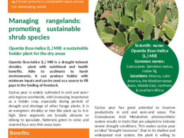  Managing rangelands: promoting sustainable shrub species: Opuntia ficus-indica (L.) Mill: a sustainable fodder plant for the dry areas