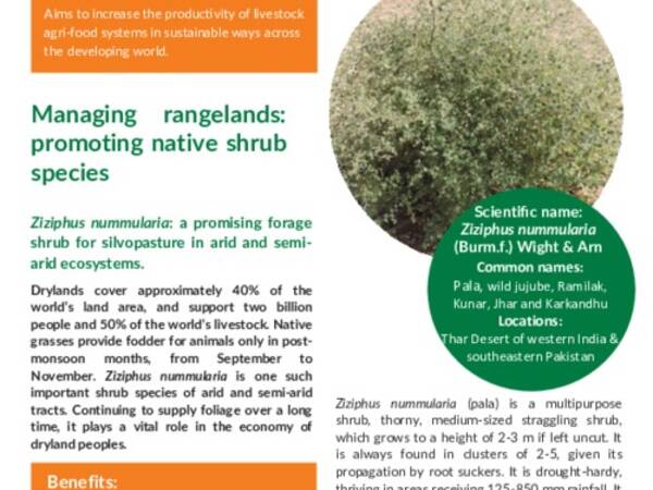 Managing rangelands: promoting native shrub species: Ziziphus nummularia: a promising forage shrub for silvopasture in arid and semi-arid ecosystems