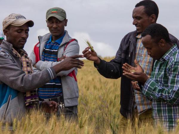 Promoting rust-resistant wheat varieties to small holder farmers in Ethiopia