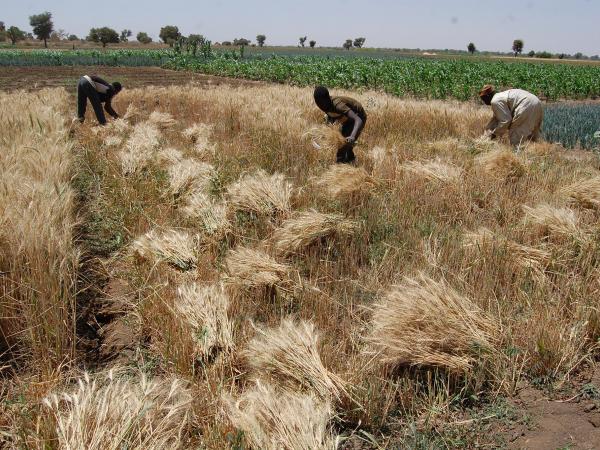 Heat-tolerant wheat varieties are generating up to six tons per hectare in northern Nigeria