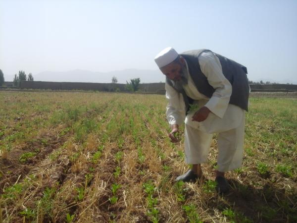 In Afghanistan, farmers have benefited from capacity strengthening opportunities, improved crop varieties, and the introduction of proven agronomic practices.