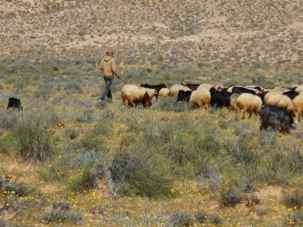 Rangeland can be exploited in a rest-rotational system