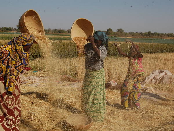 A wheat initiative managed by ICARDA and supported by the African Development Bank and the CGIAR Research program on Wheat has enhanced women’s productivity in Sudan, Nigeria, and Ethiopia