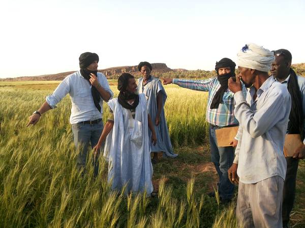 Climate-resilient durum wheat varieties are thriving in Mauritania