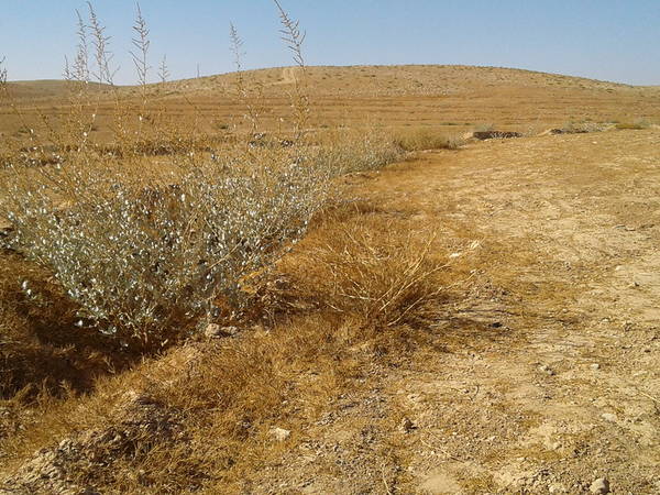 Watershed rehabilitation in Jordan’s ‘Badia’ is enhancing the growth of shrubs and reversing erosion