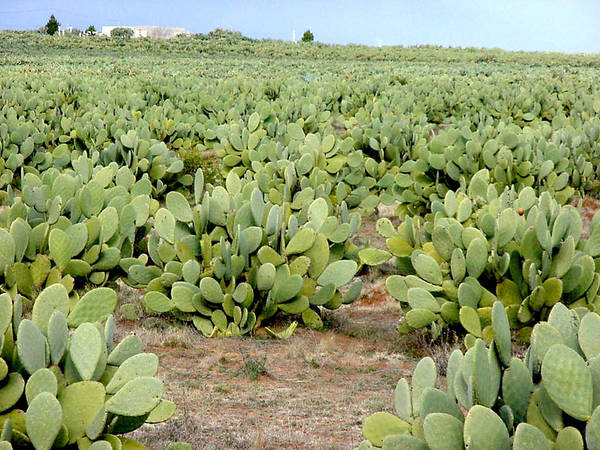 Cactus is becoming an increasingly important fodder crop in many parts of the world, given its ability to adapt to harsh conditions