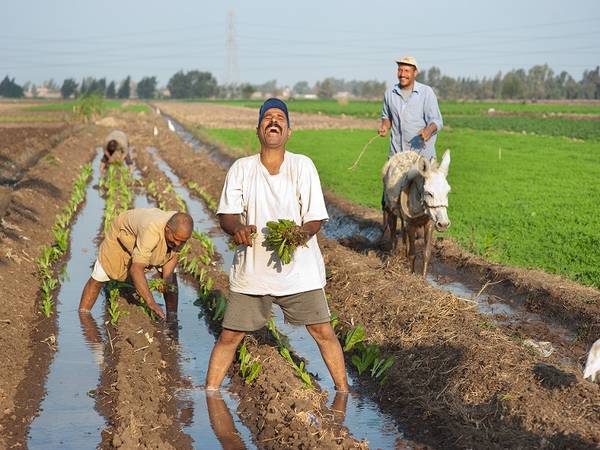 ICARDA is promoting raised-bed planting to resource-poor farmers in Egypt.