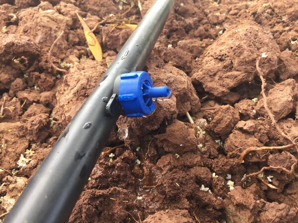 Ultra-Low Energy Drip Irrigation: MIT emiter (photo credti ICARDA)
