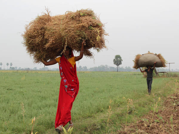 Women Carrying Lentils Harvest In South Asia