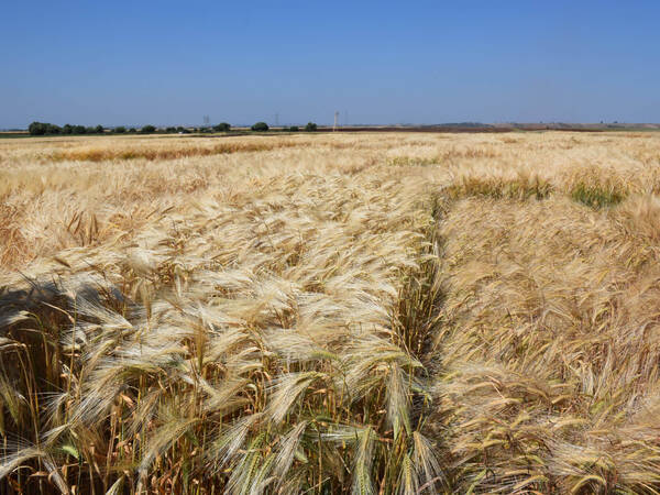 Our Climate Smart Crops - Barley
