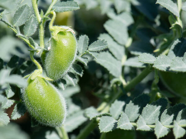 Our Climate Smart Crops - Kabuli Chickpea