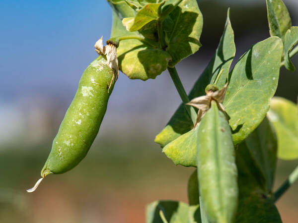 Our Climate Smart Crops - Faba Bean
