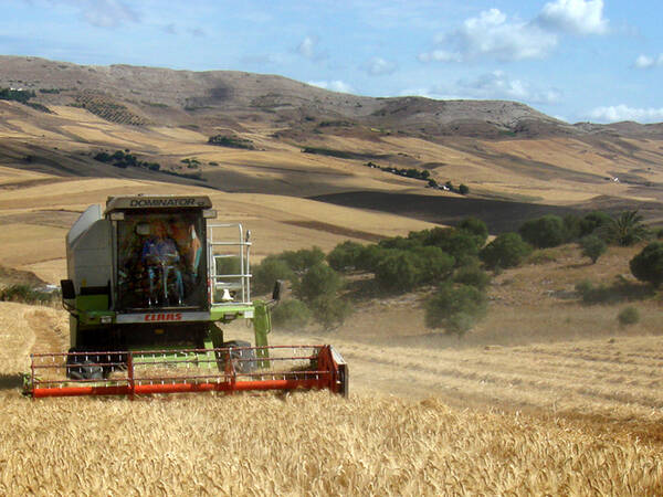 Harvesting a field of wheat under conservation agriculture cropping
