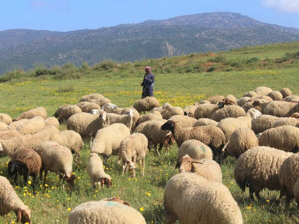 Sheep breeding in Tunisia