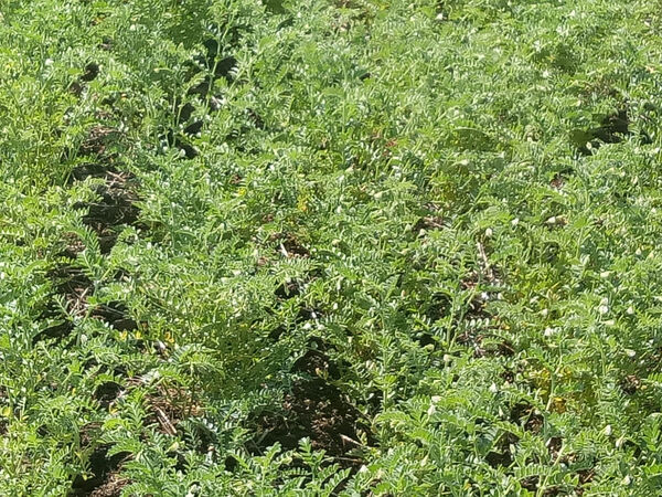 ICARDA's innovations offer sustainable means of raising productivity