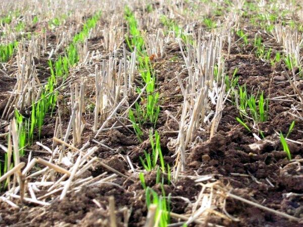 Fertile soil through better CO2 sequestration