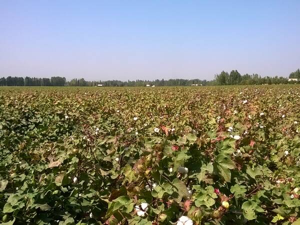 Cotton field in Uzbekistan
